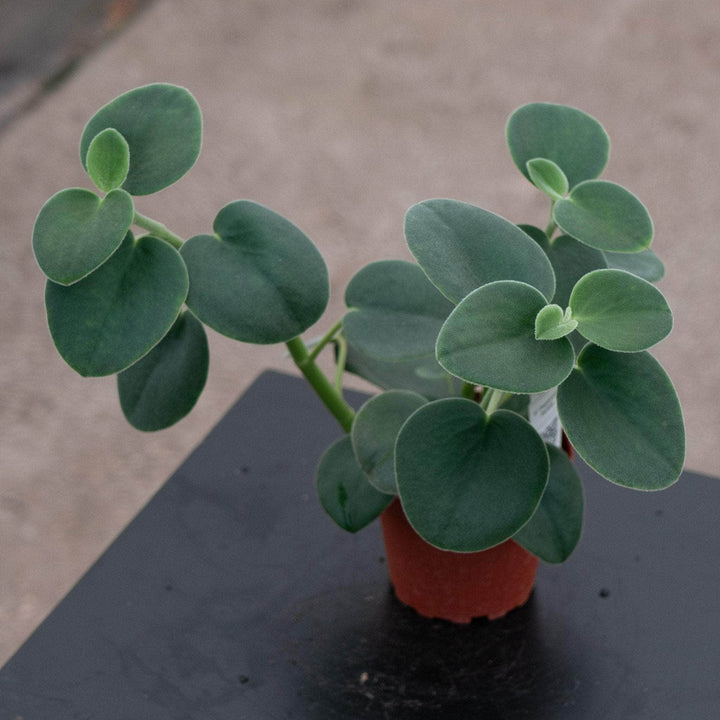 Gabriella Plants Peperomia 4" Peperomia incana