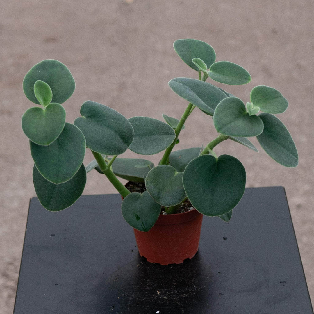 Gabriella Plants Peperomia 4" Peperomia incana