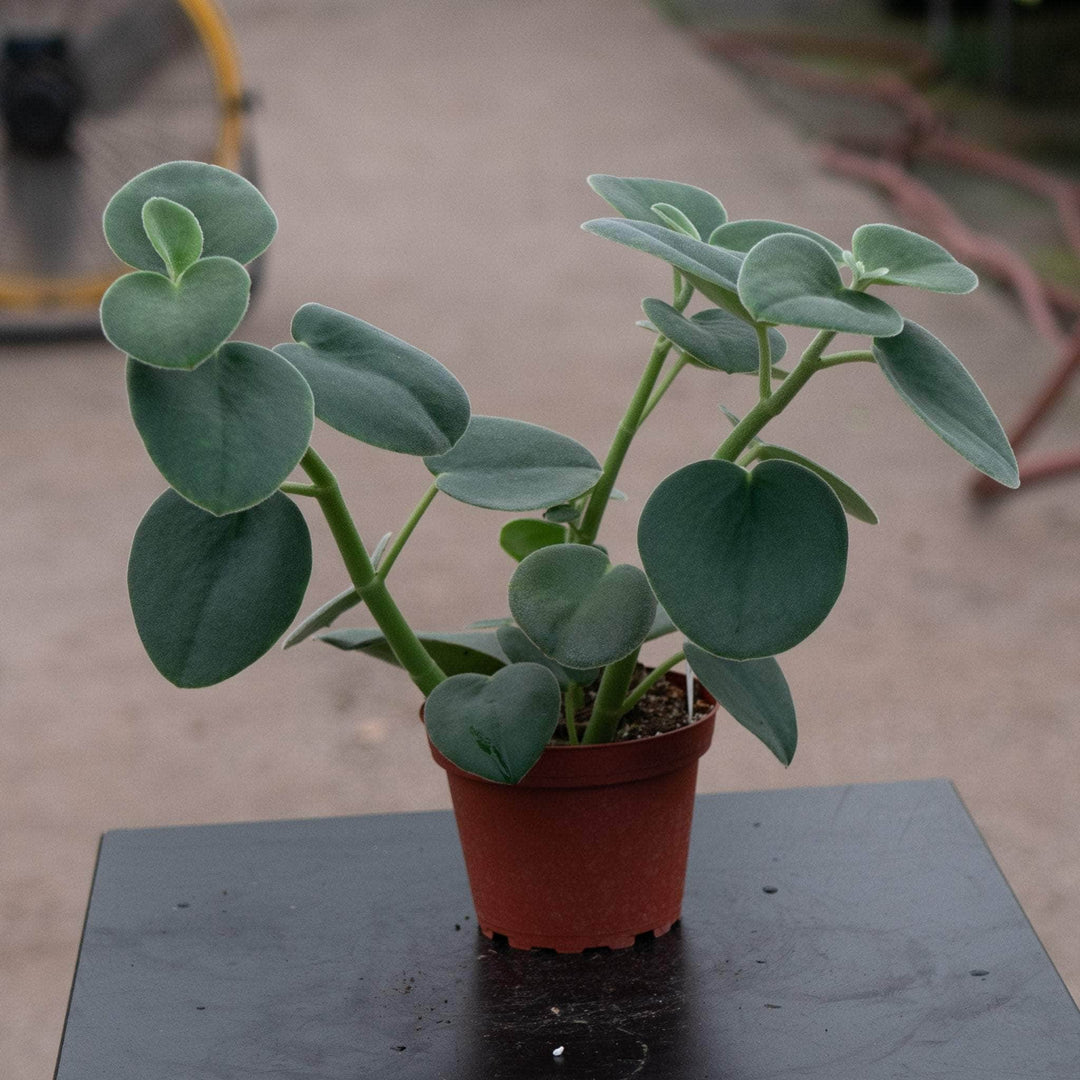 Gabriella Plants Peperomia 4" Peperomia incana