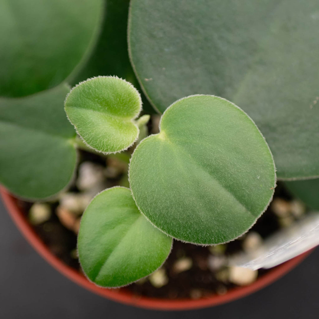 Gabriella Plants Peperomia 4" Peperomia incana