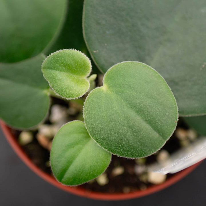 Gabriella Plants Peperomia 4" Peperomia incana