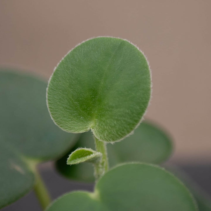 Gabriella Plants Peperomia 4" Peperomia incana