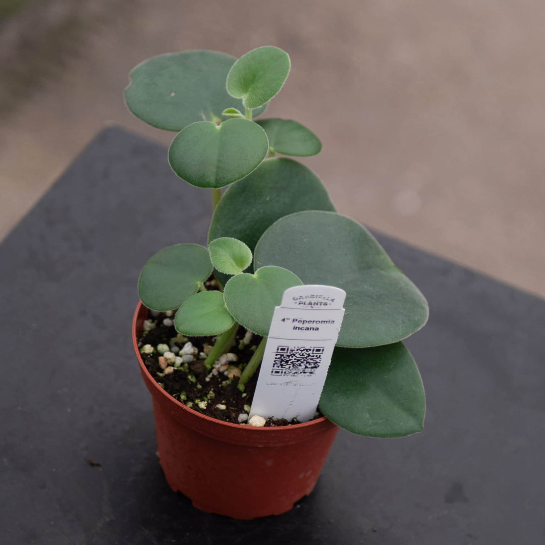 Gabriella Plants Peperomia 4" Peperomia incana