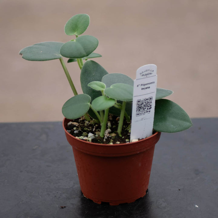Gabriella Plants Peperomia 4" Peperomia incana
