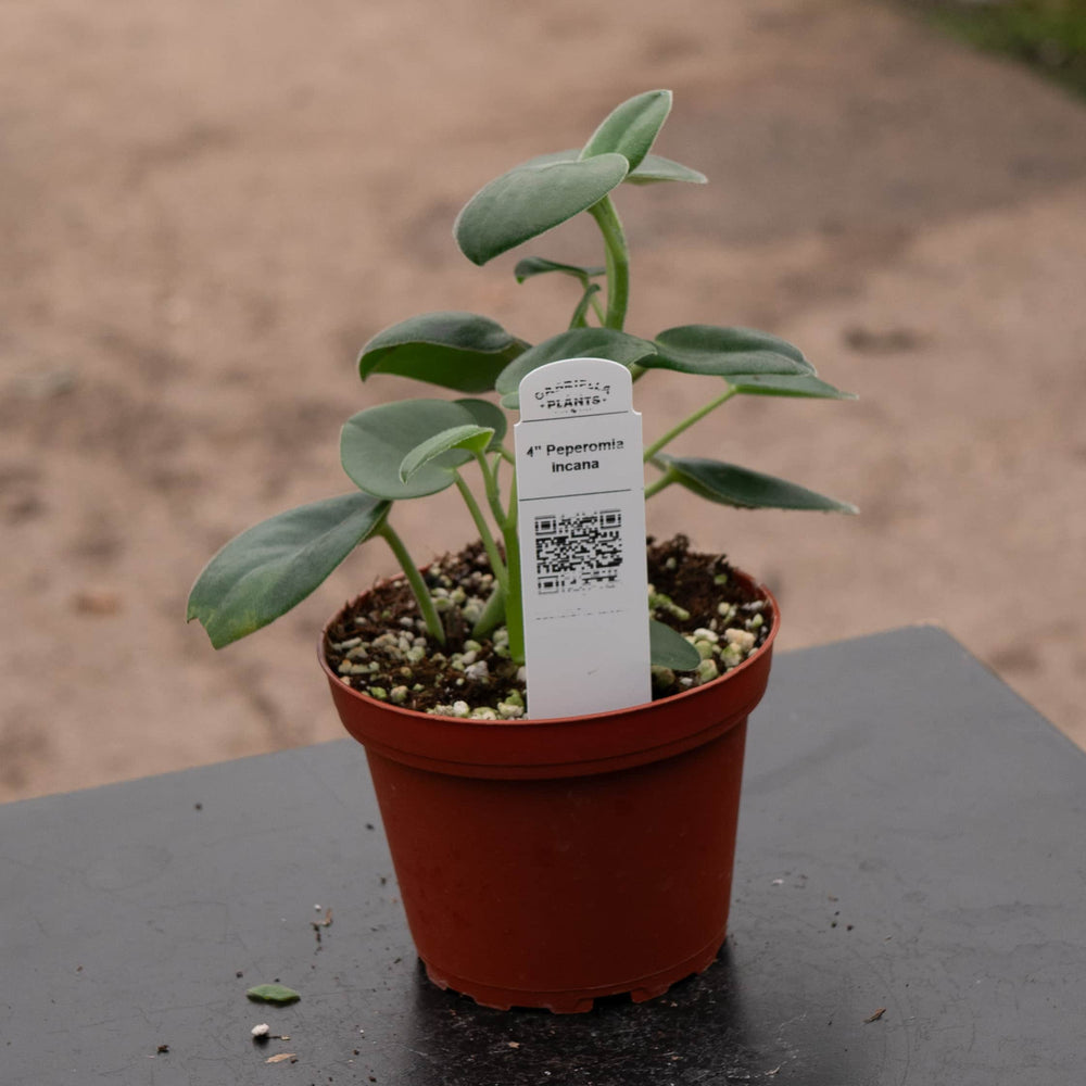 Gabriella Plants Peperomia 4" Peperomia incana
