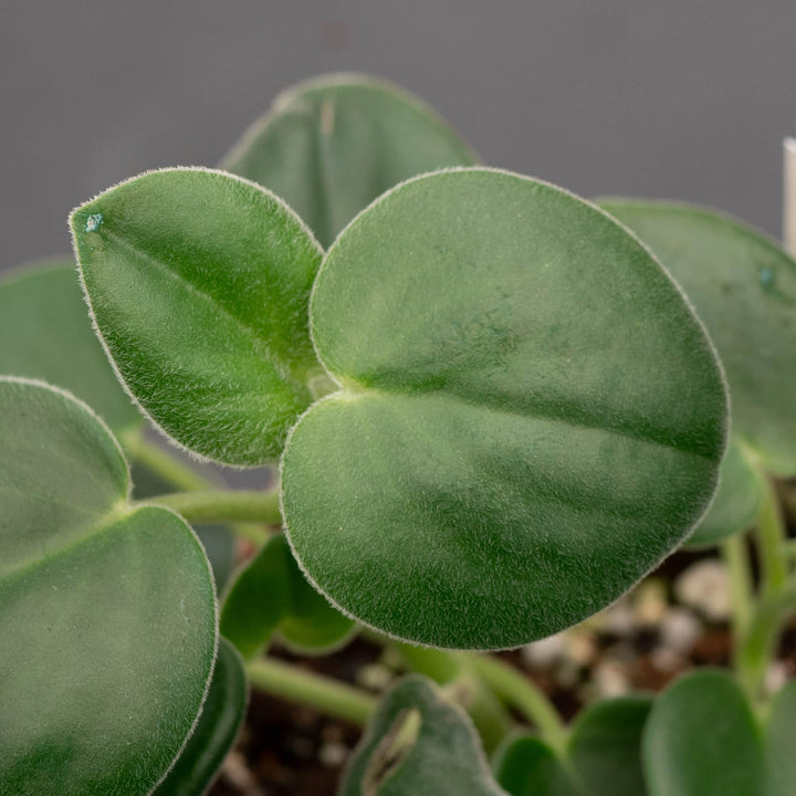 Gabriella Plants Peperomia 4" Peperomia incana