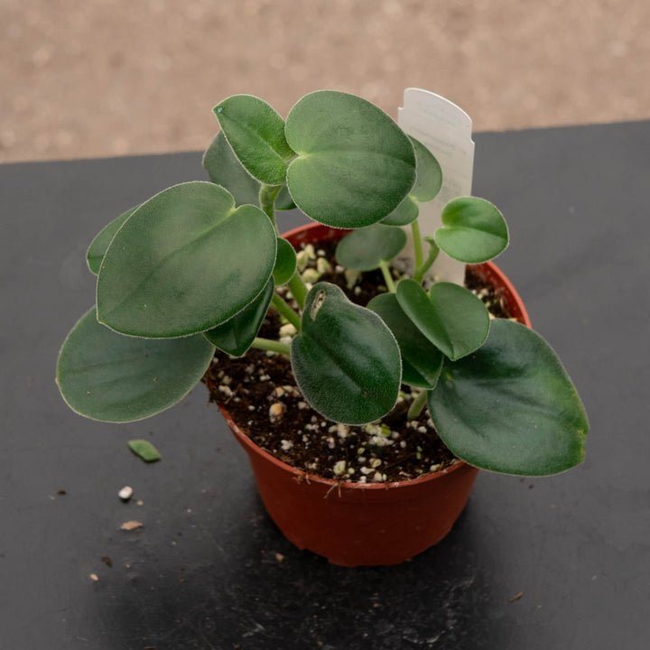 Gabriella Plants Peperomia 4" Peperomia incana