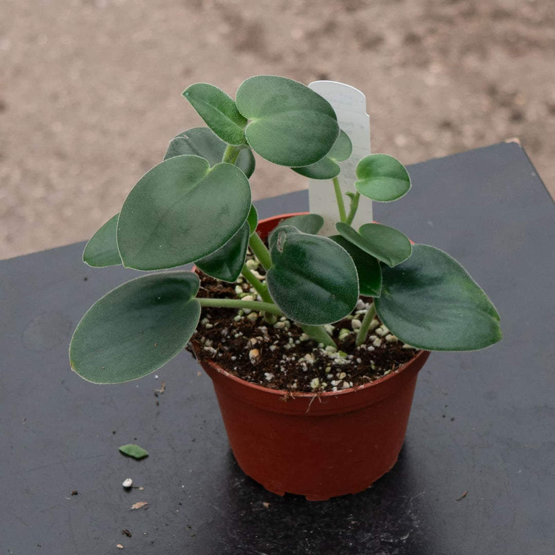 Gabriella Plants Peperomia 4" Peperomia incana