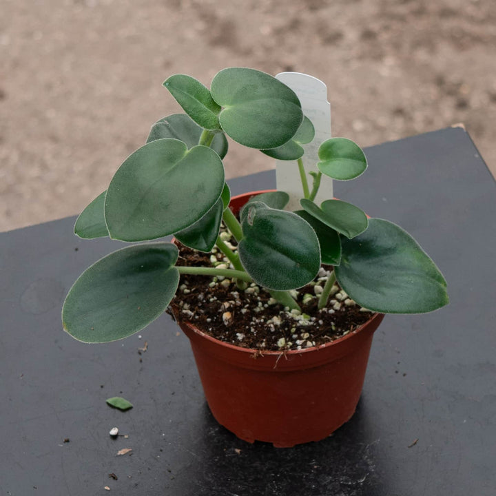 Gabriella Plants Peperomia 4" Peperomia incana