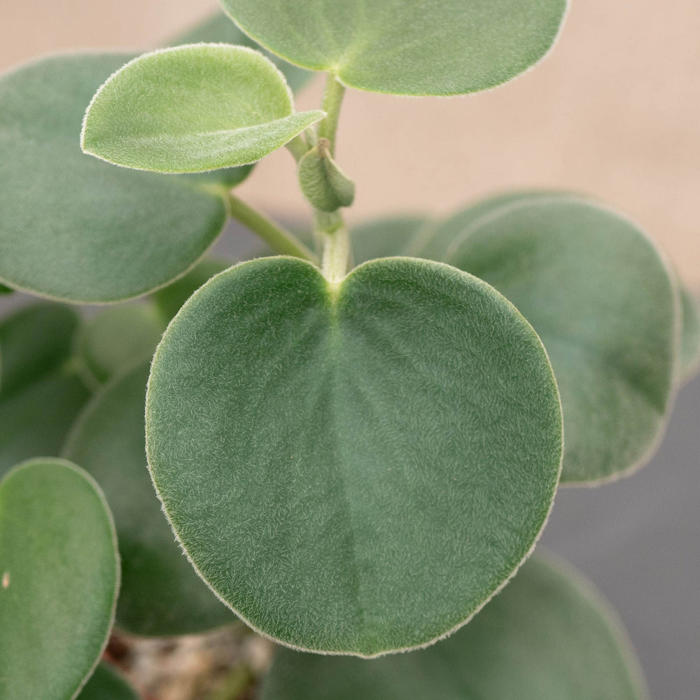 Gabriella Plants Peperomia 4" Peperomia incana