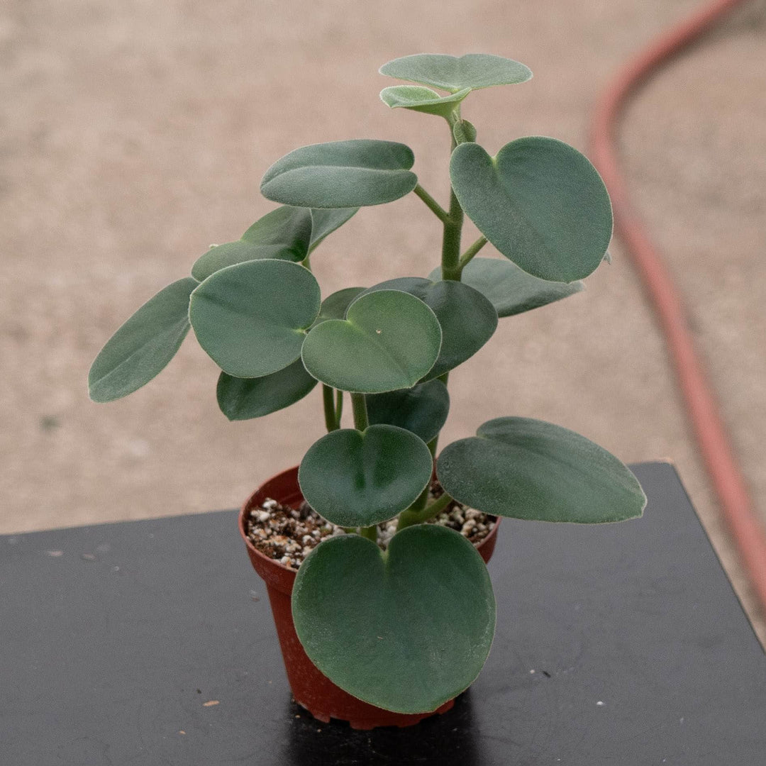 Gabriella Plants Peperomia 4" Peperomia incana