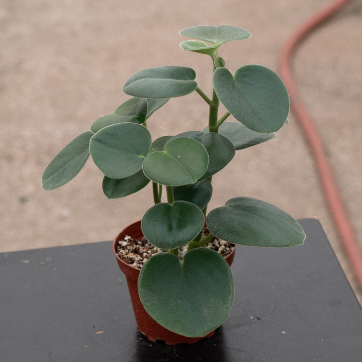 Gabriella Plants Peperomia 4" Peperomia incana