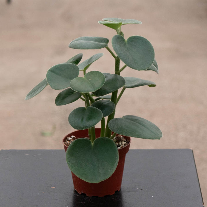 Gabriella Plants Peperomia 4" Peperomia incana