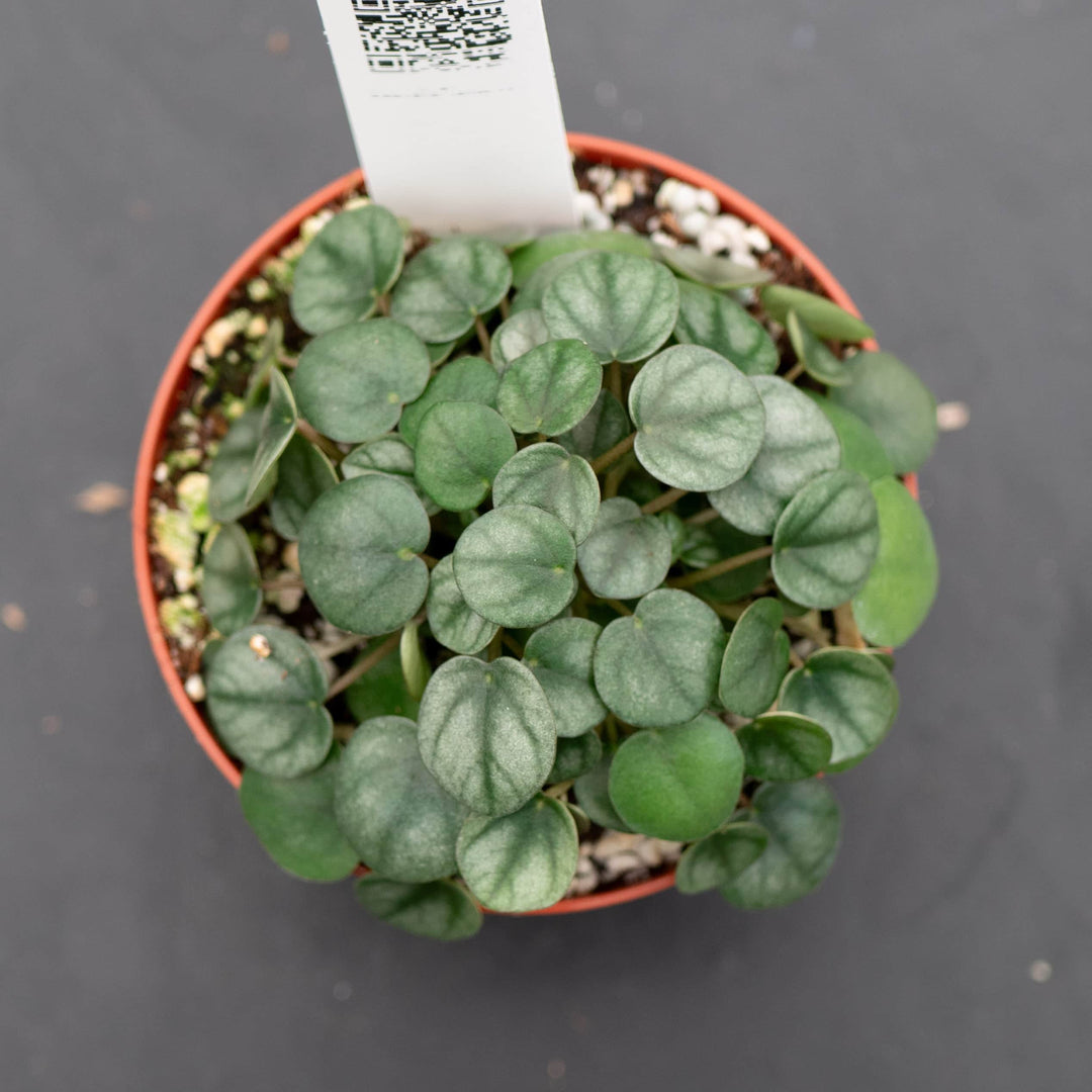Gabriella Plants Peperomia 4" Peperomia 'Little Toscani'