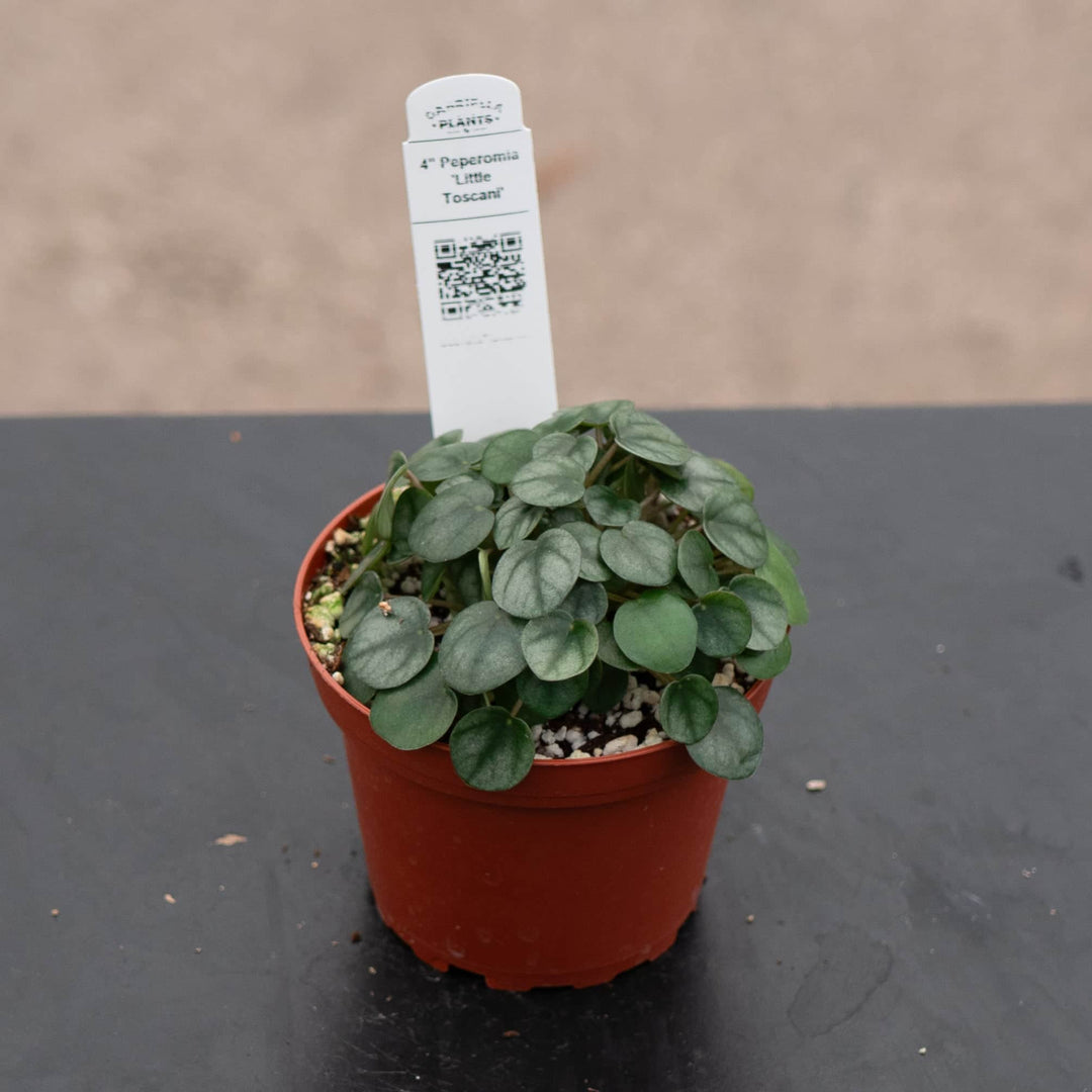 Gabriella Plants Peperomia 4" Peperomia 'Little Toscani'