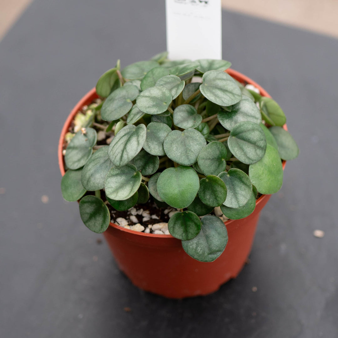 Gabriella Plants Peperomia 4" Peperomia 'Little Toscani'