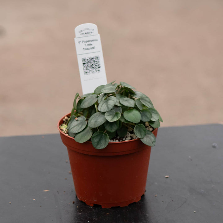 Gabriella Plants Peperomia 4" Peperomia 'Little Toscani'
