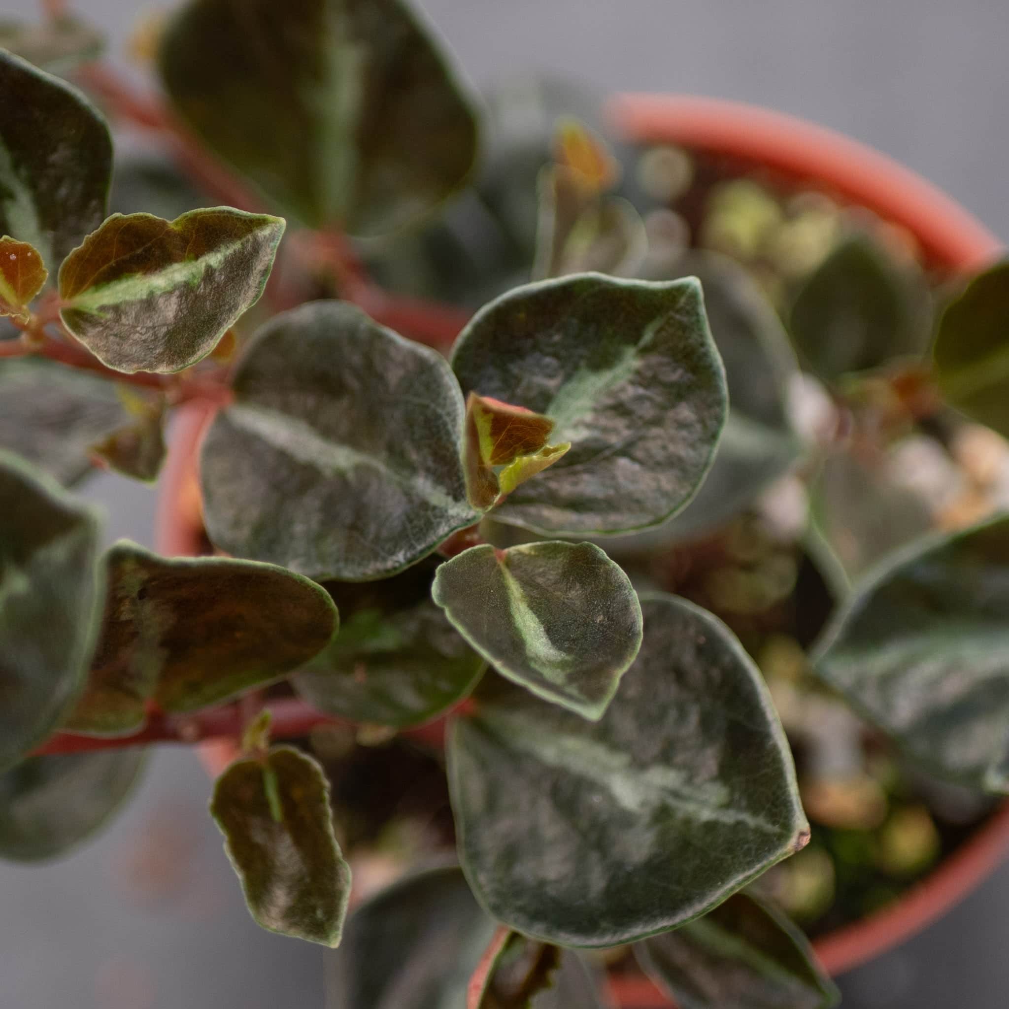 Peperomia 'Metallica' - Gabriella Plants