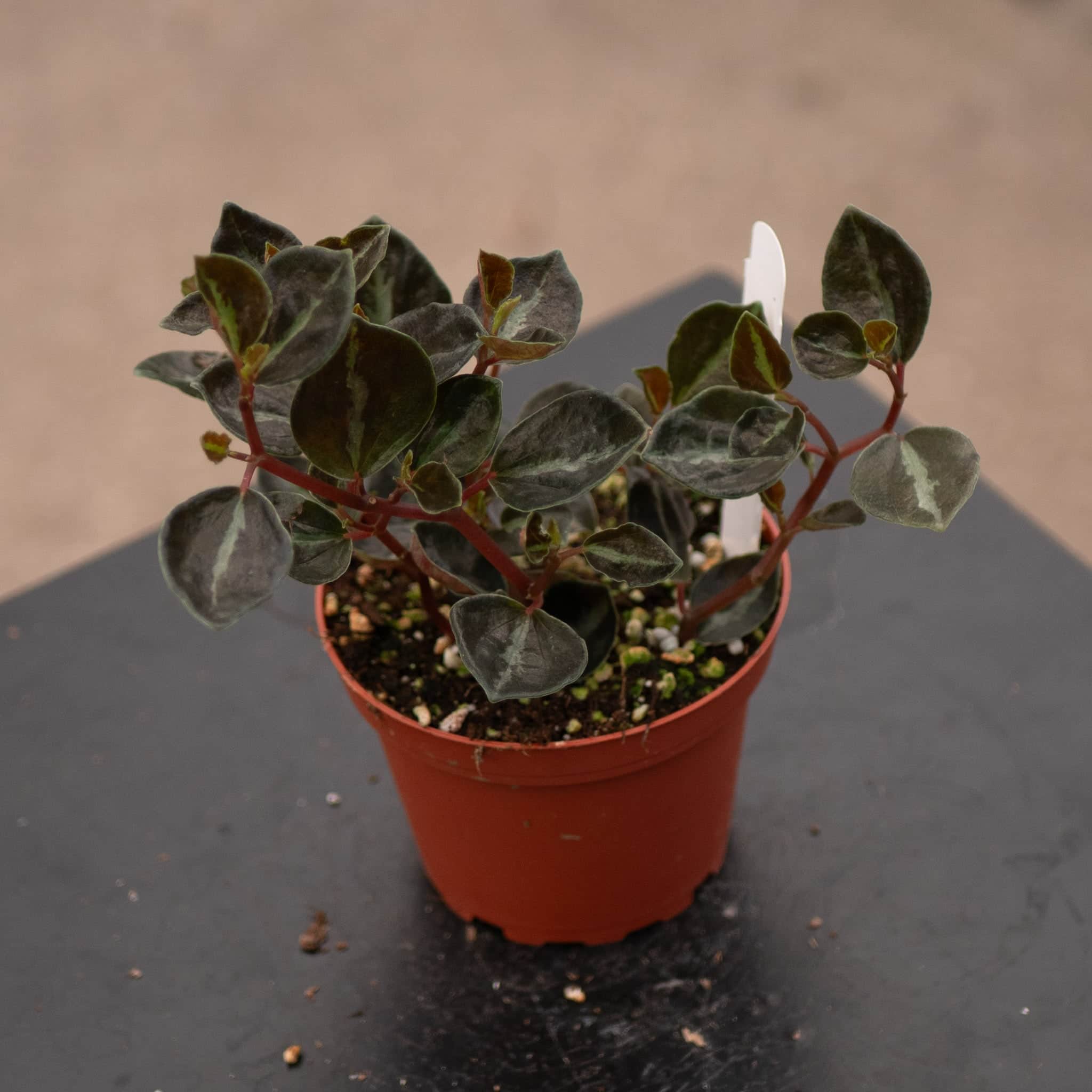 Peperomia 'Metallica' - Thumbnail 5