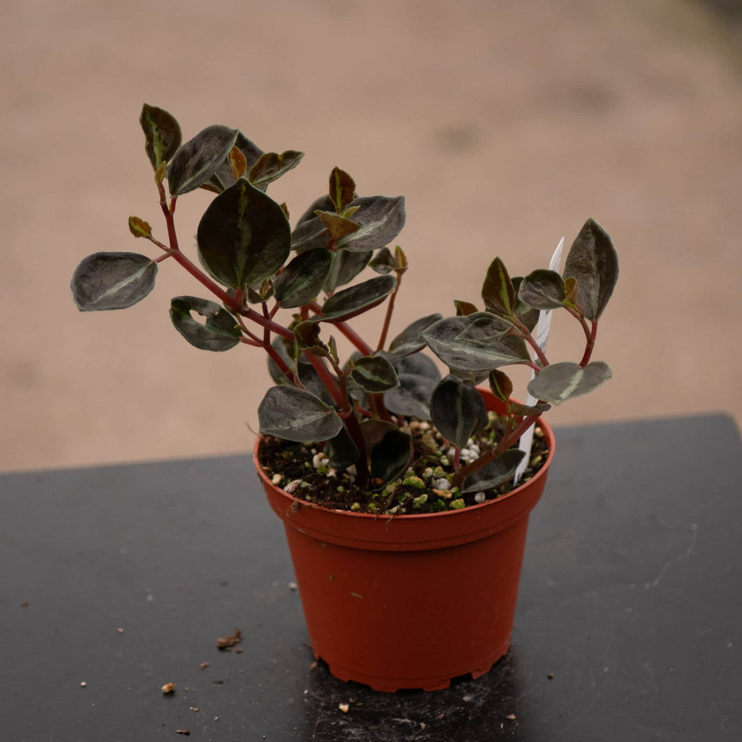 Gabriella Plants Peperomia 4" Peperomia 'Metallica'