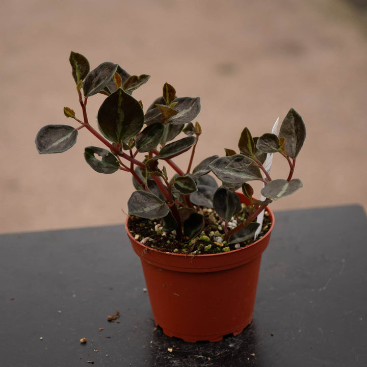 Gabriella Plants Peperomia 4" Peperomia 'Metallica'