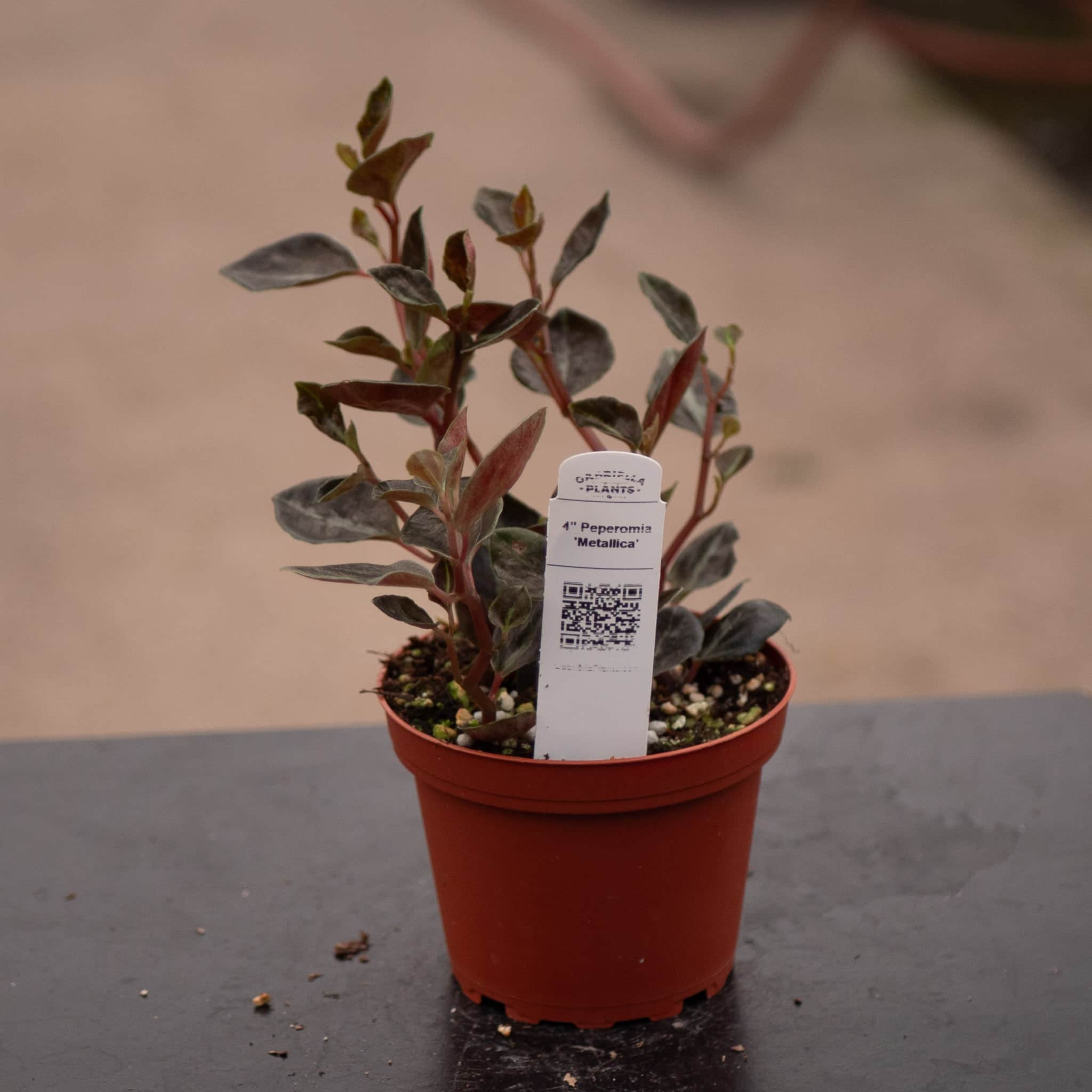 Peperomia 'Metallica' - Thumbnail 2