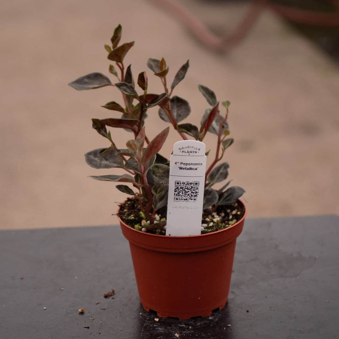 Gabriella Plants Peperomia 4" Peperomia 'Metallica'