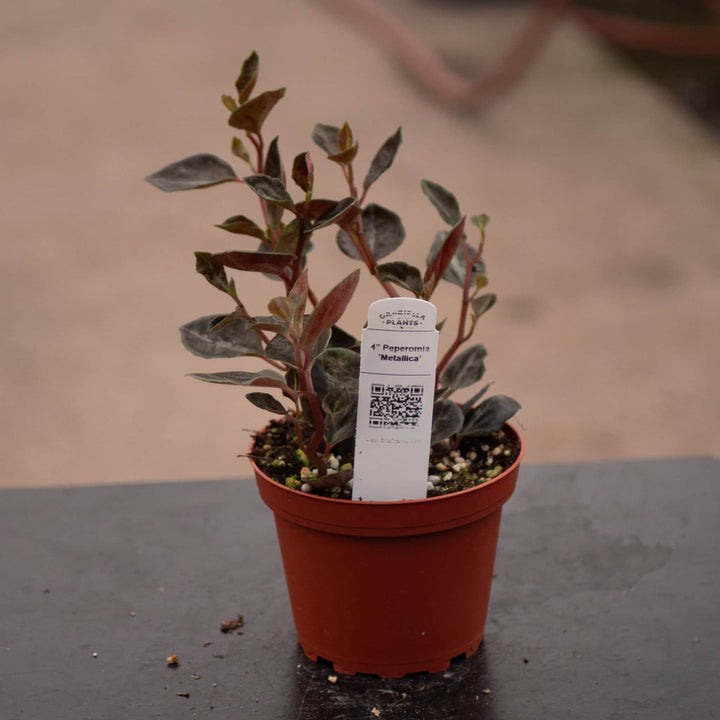 Gabriella Plants Peperomia 4" Peperomia 'Metallica'