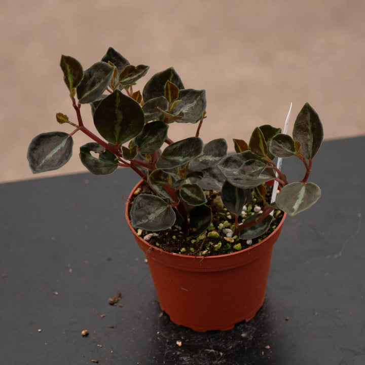 Gabriella Plants Peperomia 4" Peperomia 'Metallica'