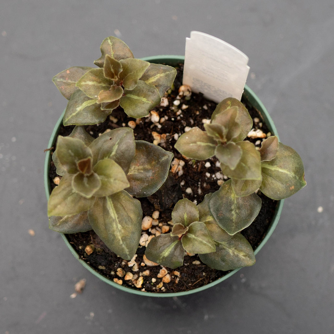 Gabriella Plants Peperomia 4" Peperomia &