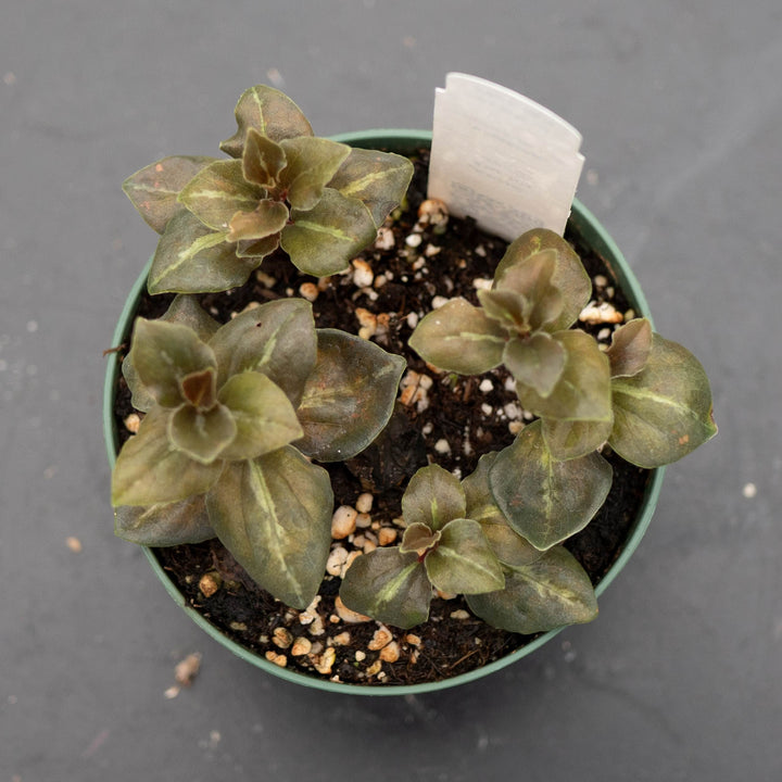 Gabriella Plants Peperomia 4" Peperomia &