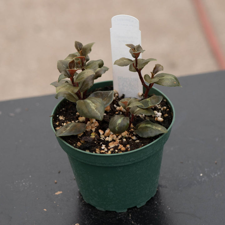 Gabriella Plants Peperomia 4" Peperomia &