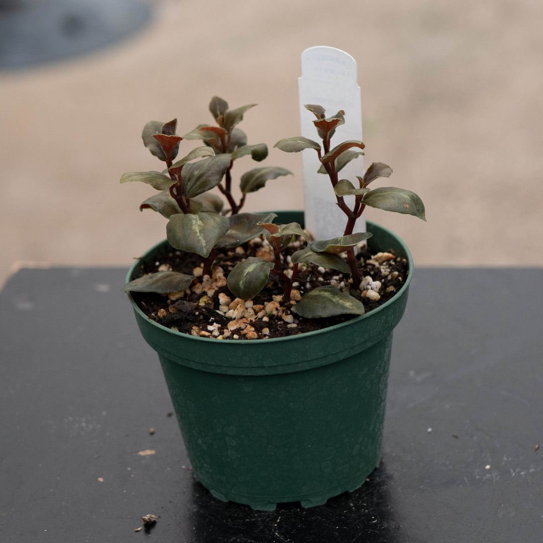 Gabriella Plants Peperomia 4" Peperomia 'Metallica'