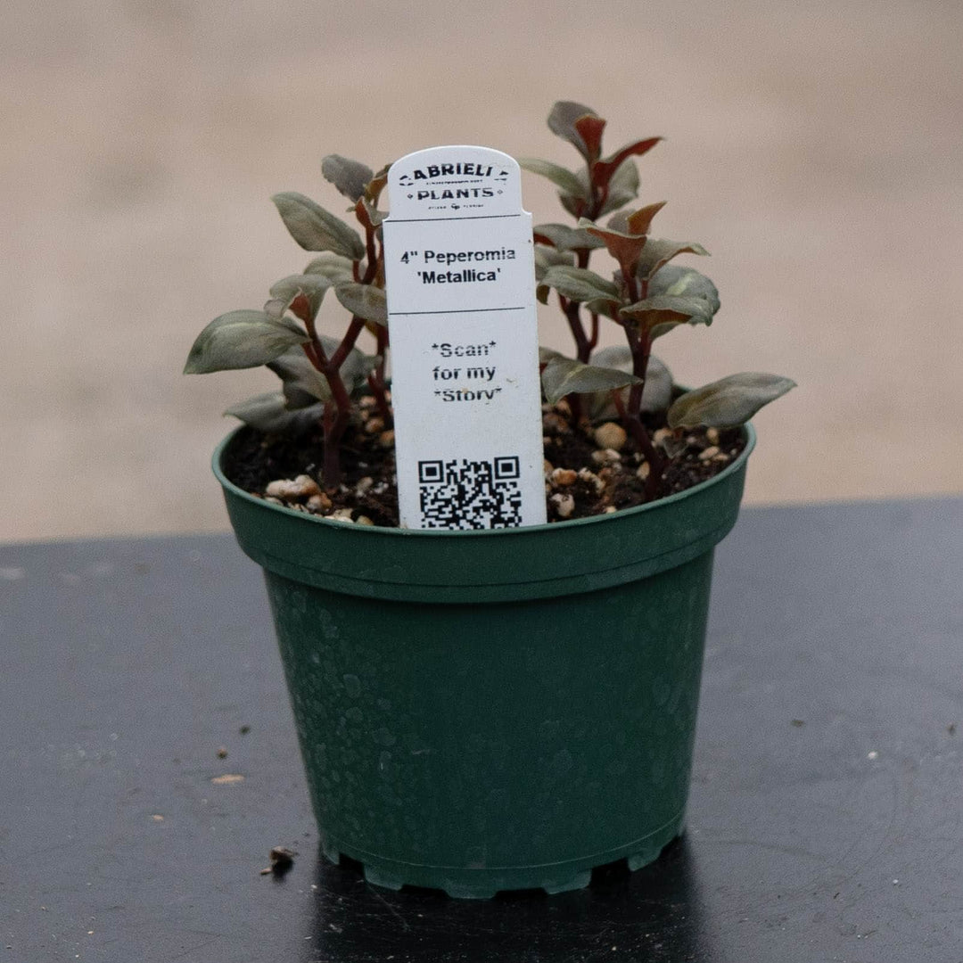 Gabriella Plants Peperomia 4" Peperomia &