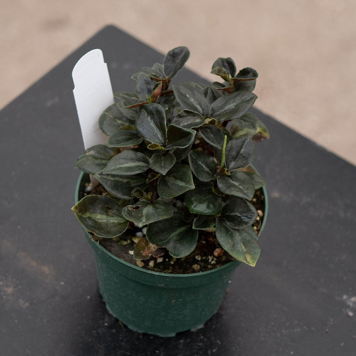Gabriella Plants Peperomia 4" Peperomia &