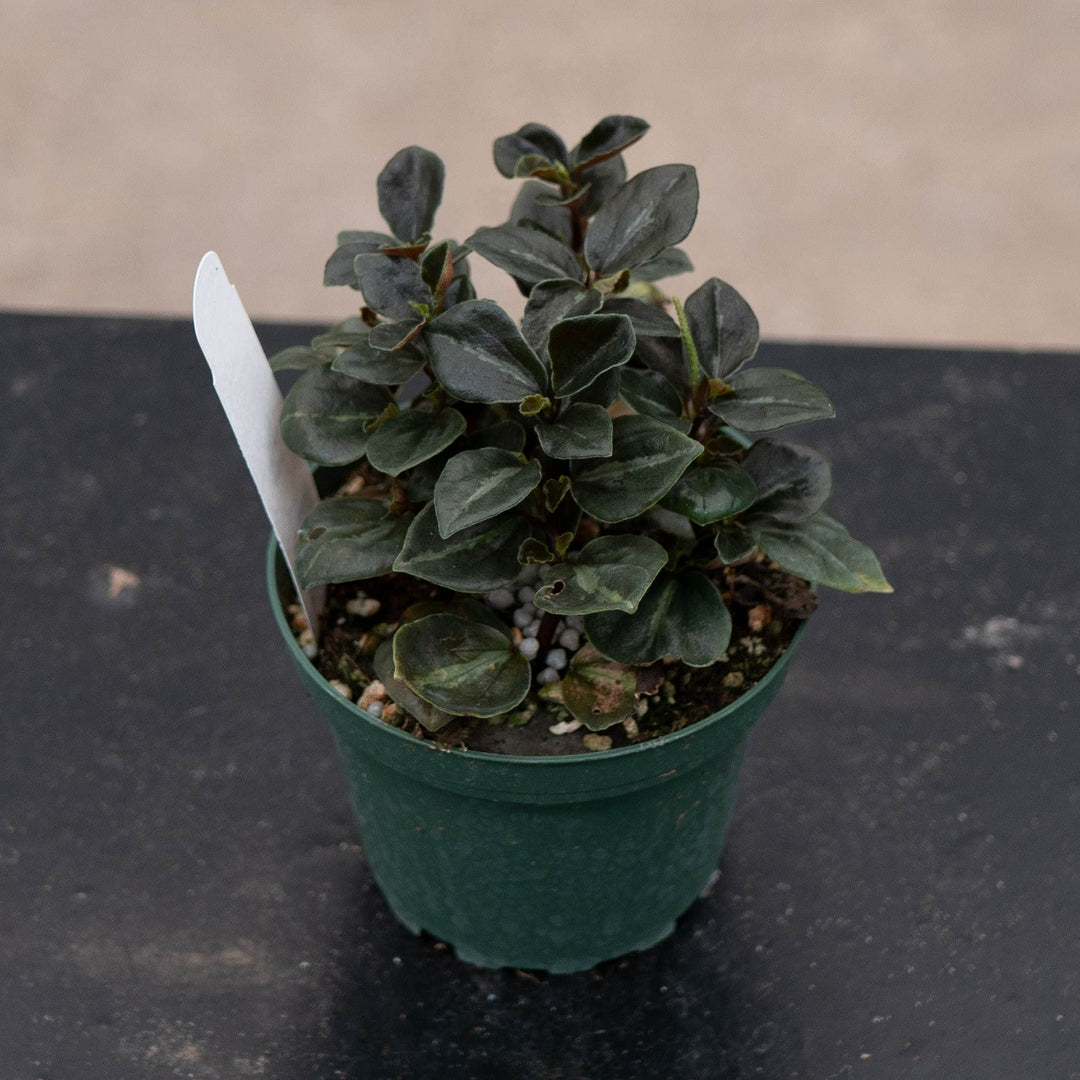 Gabriella Plants Peperomia 4" Peperomia &