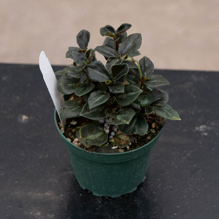 Gabriella Plants Peperomia 4" Peperomia &