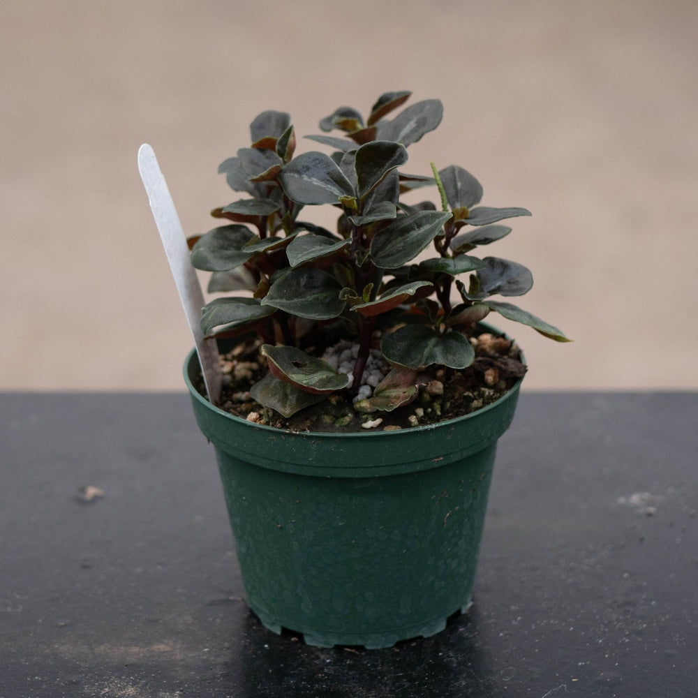 Gabriella Plants Peperomia 4" Peperomia 'Metallica'