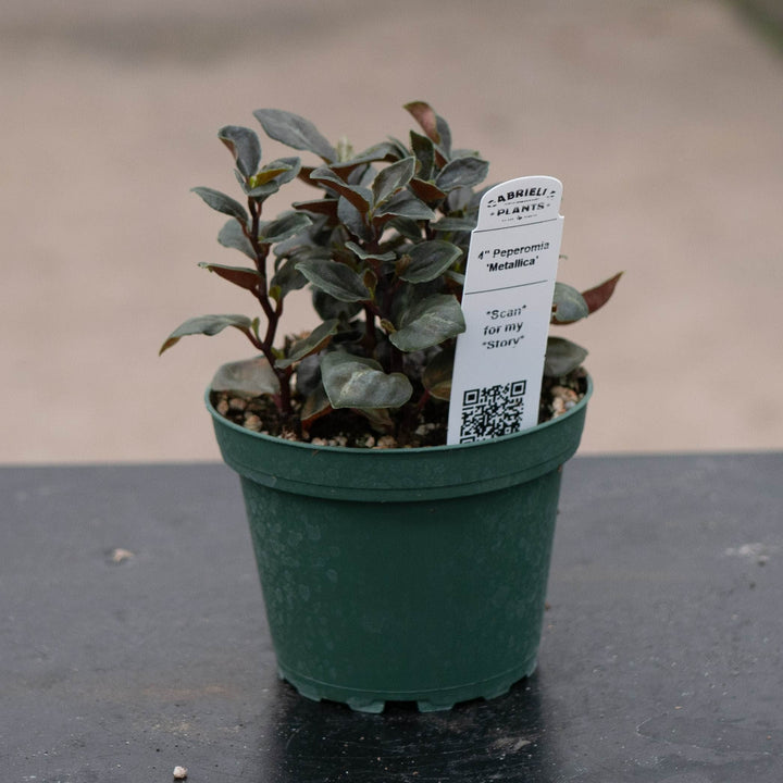 Gabriella Plants Peperomia 4" Peperomia &