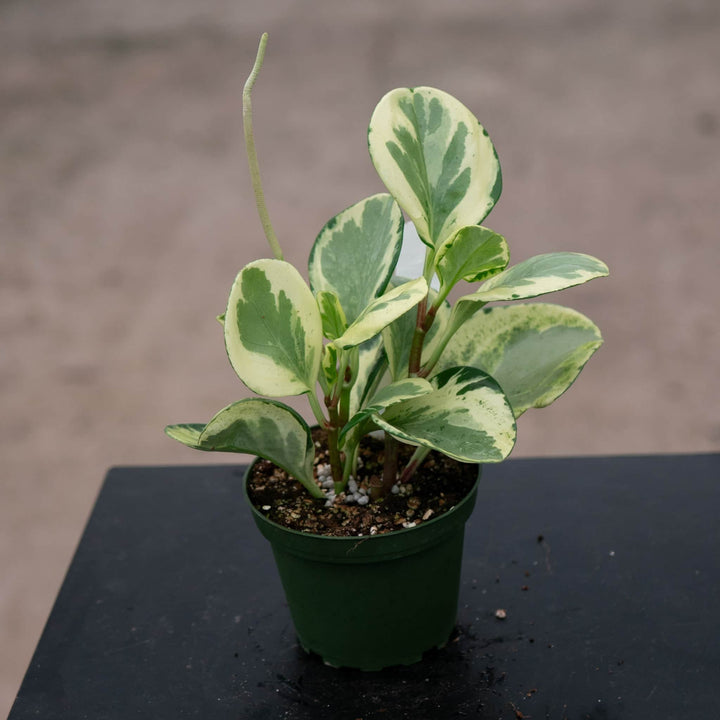 Gabriella Plants Peperomia 4" Peperomia obtusifolia 'Golden Gate'