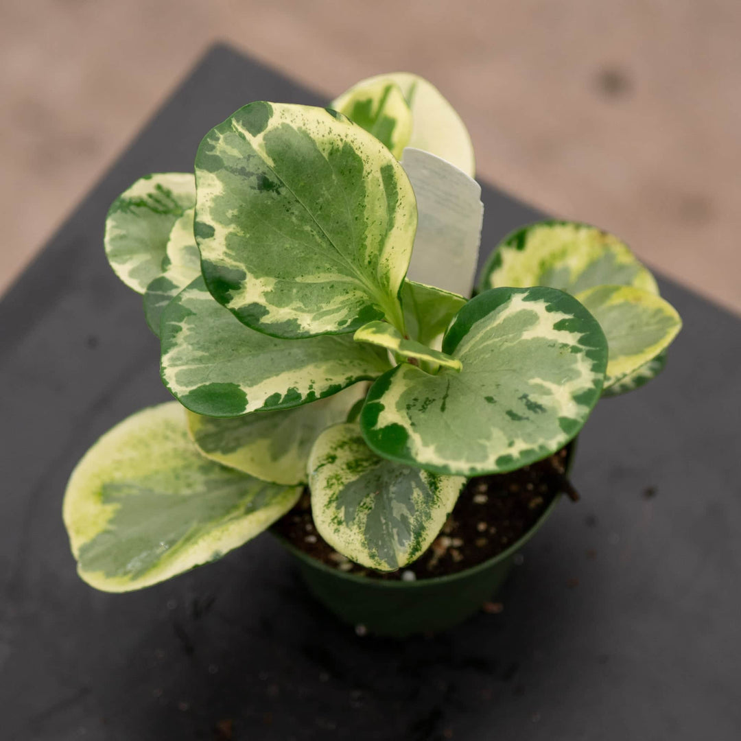 Gabriella Plants Peperomia 4" Peperomia obtusifolia 'Golden Gate'