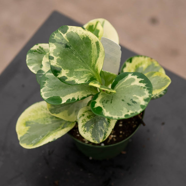 Gabriella Plants Peperomia 4" Peperomia obtusifolia 'Golden Gate'
