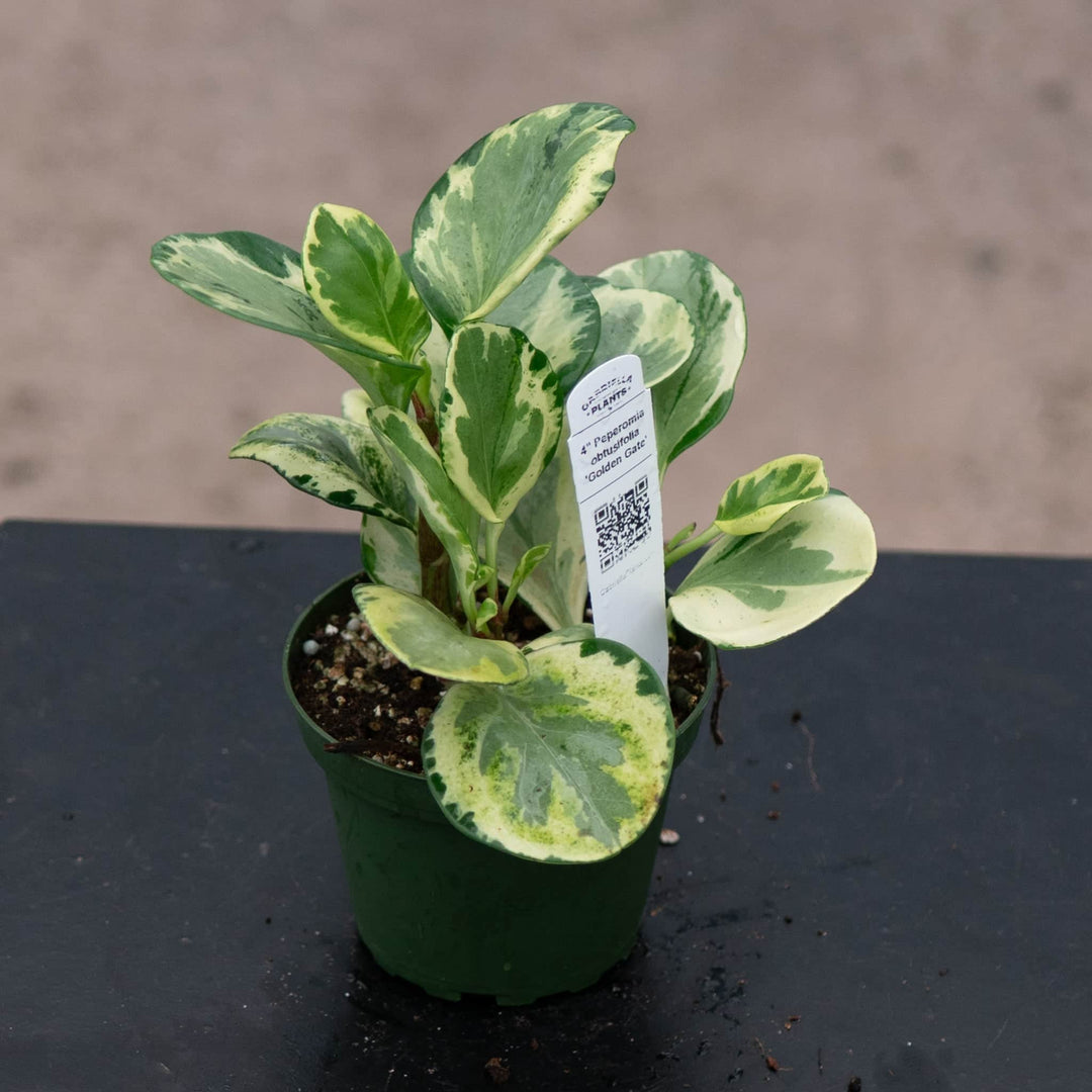 Gabriella Plants Peperomia 4" Peperomia obtusifolia 'Golden Gate'