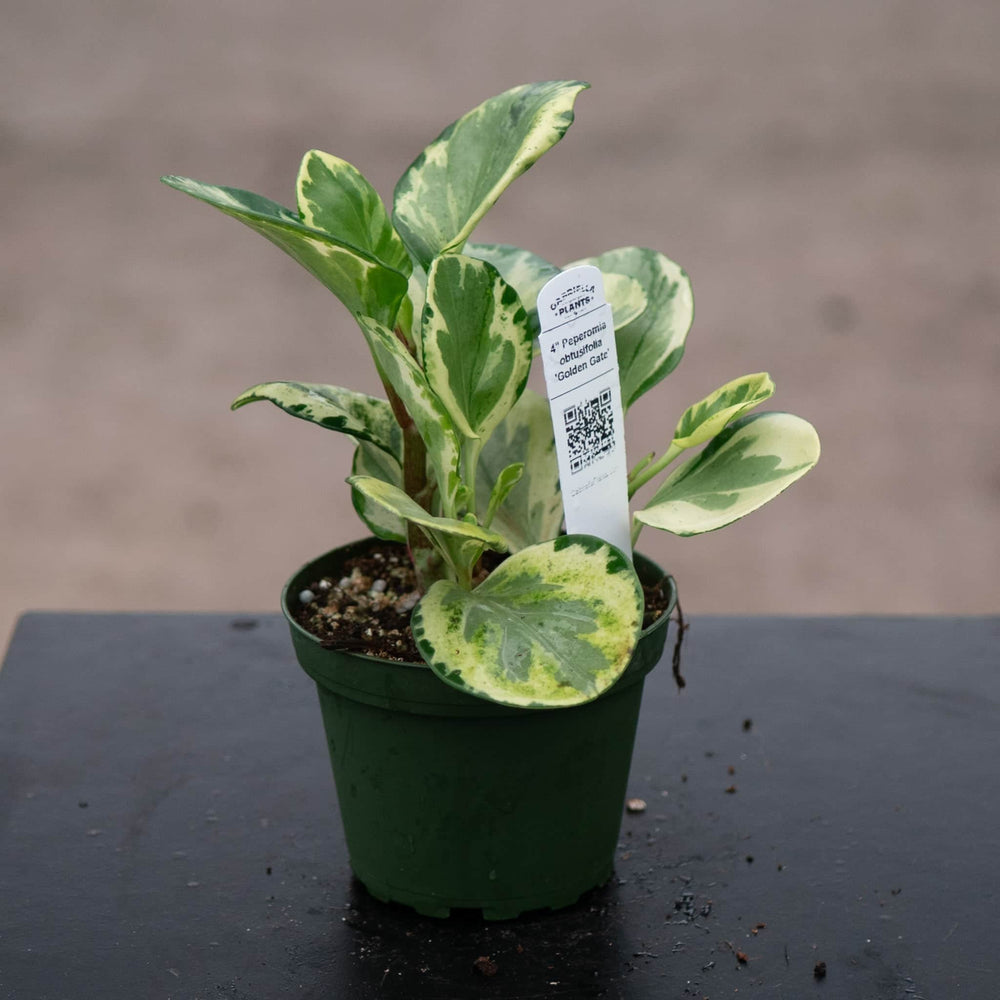 Gabriella Plants Peperomia 4" Peperomia obtusifolia 'Golden Gate'