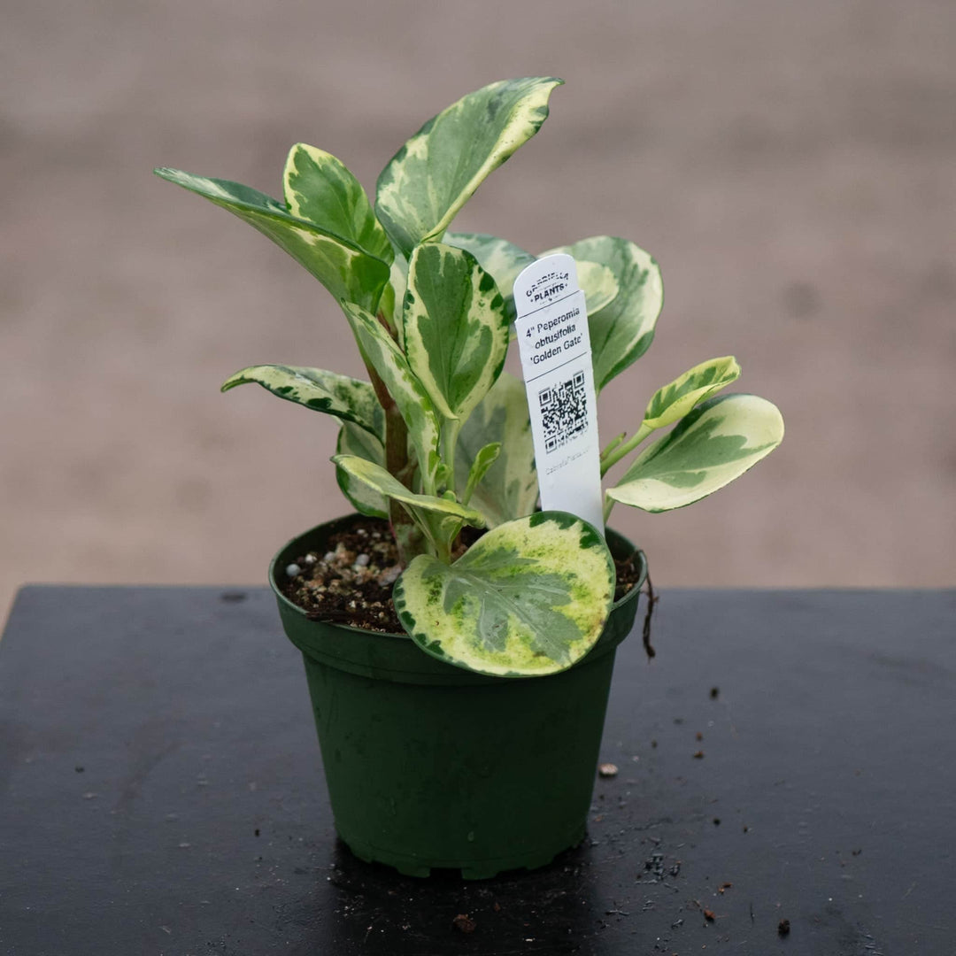 Gabriella Plants Peperomia 4" Peperomia obtusifolia 'Golden Gate'