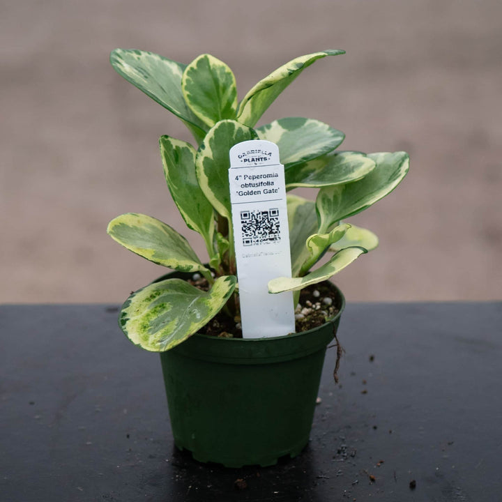 Gabriella Plants Peperomia 4" Peperomia obtusifolia 'Golden Gate'