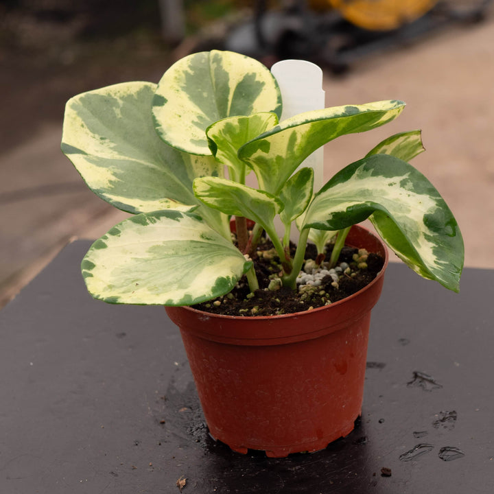 Gabriella Plants Peperomia 4" Peperomia obtusifolia 'Golden Gate'