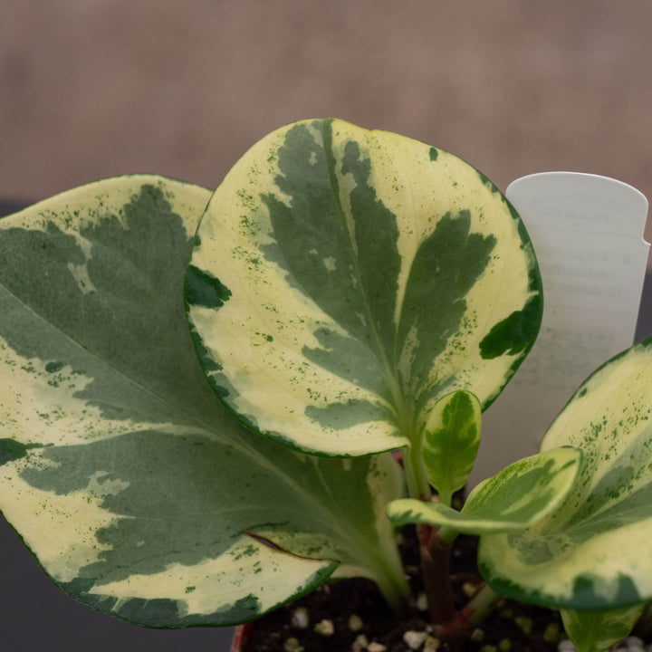 Gabriella Plants Peperomia 4" Peperomia obtusifolia 'Golden Gate'