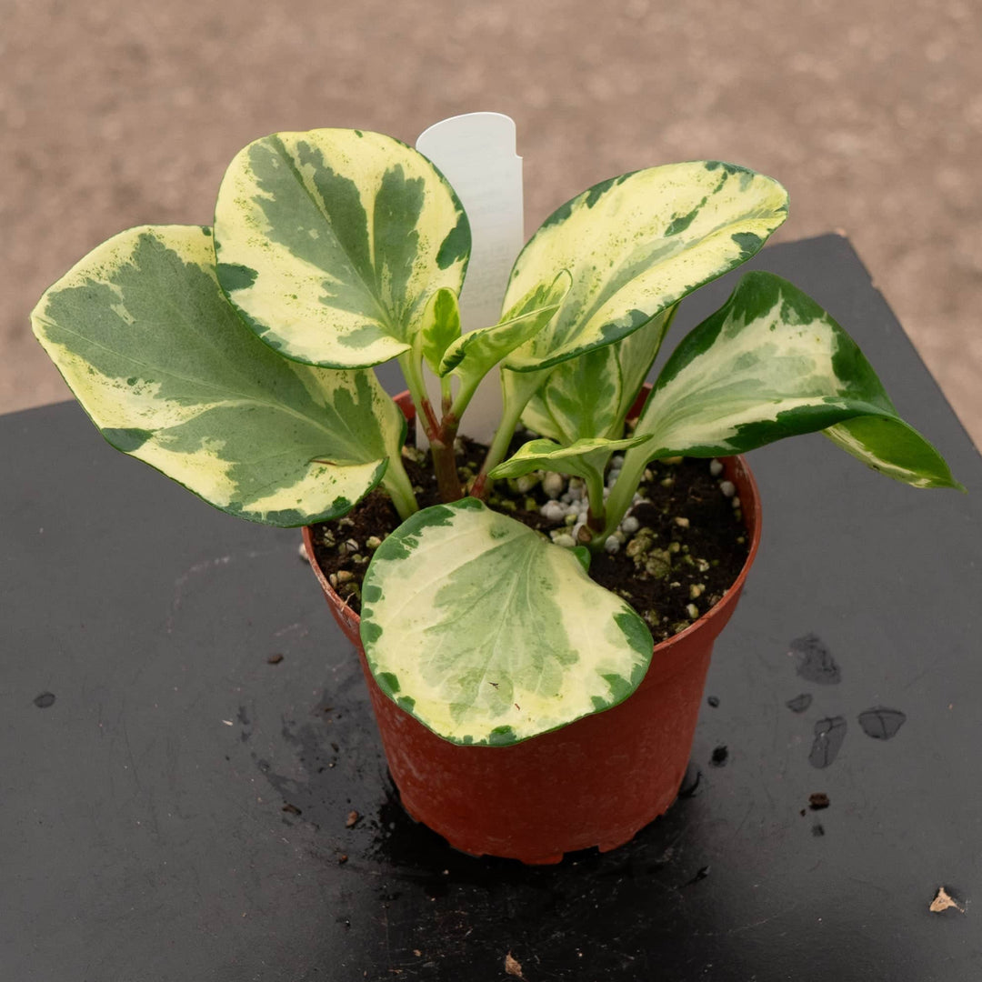 house plants peperomia Peperomia obtusifolia 'Golden Gate'