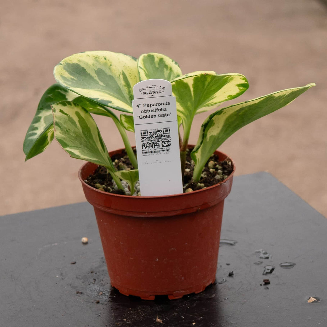 Gabriella Plants Peperomia 4" Peperomia obtusifolia 'Golden Gate'